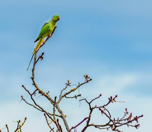 parrot island andaman 