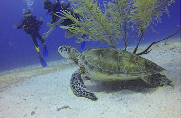 Scuba Diving In Andaman